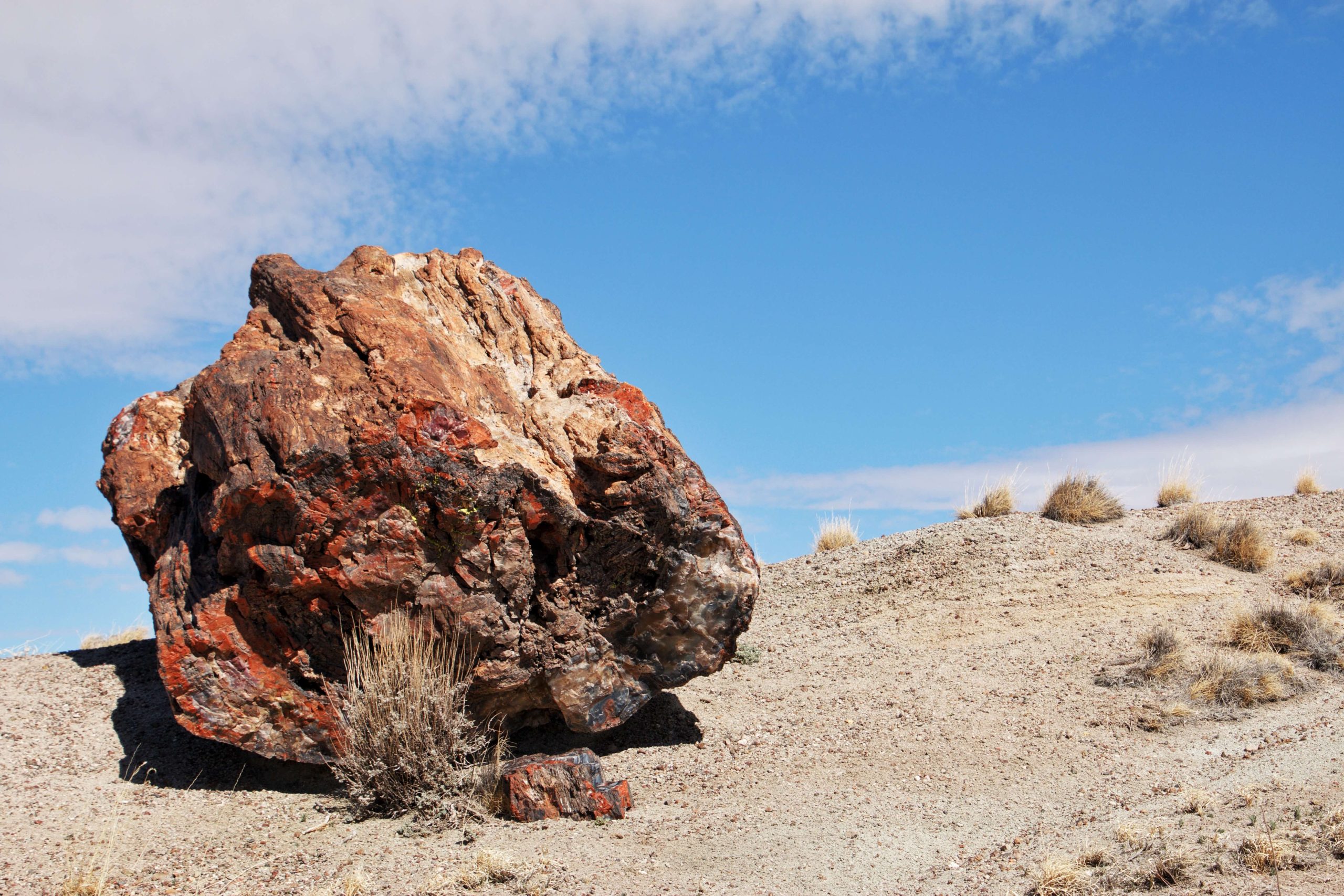 Petrified Log Petrified Forest National Park