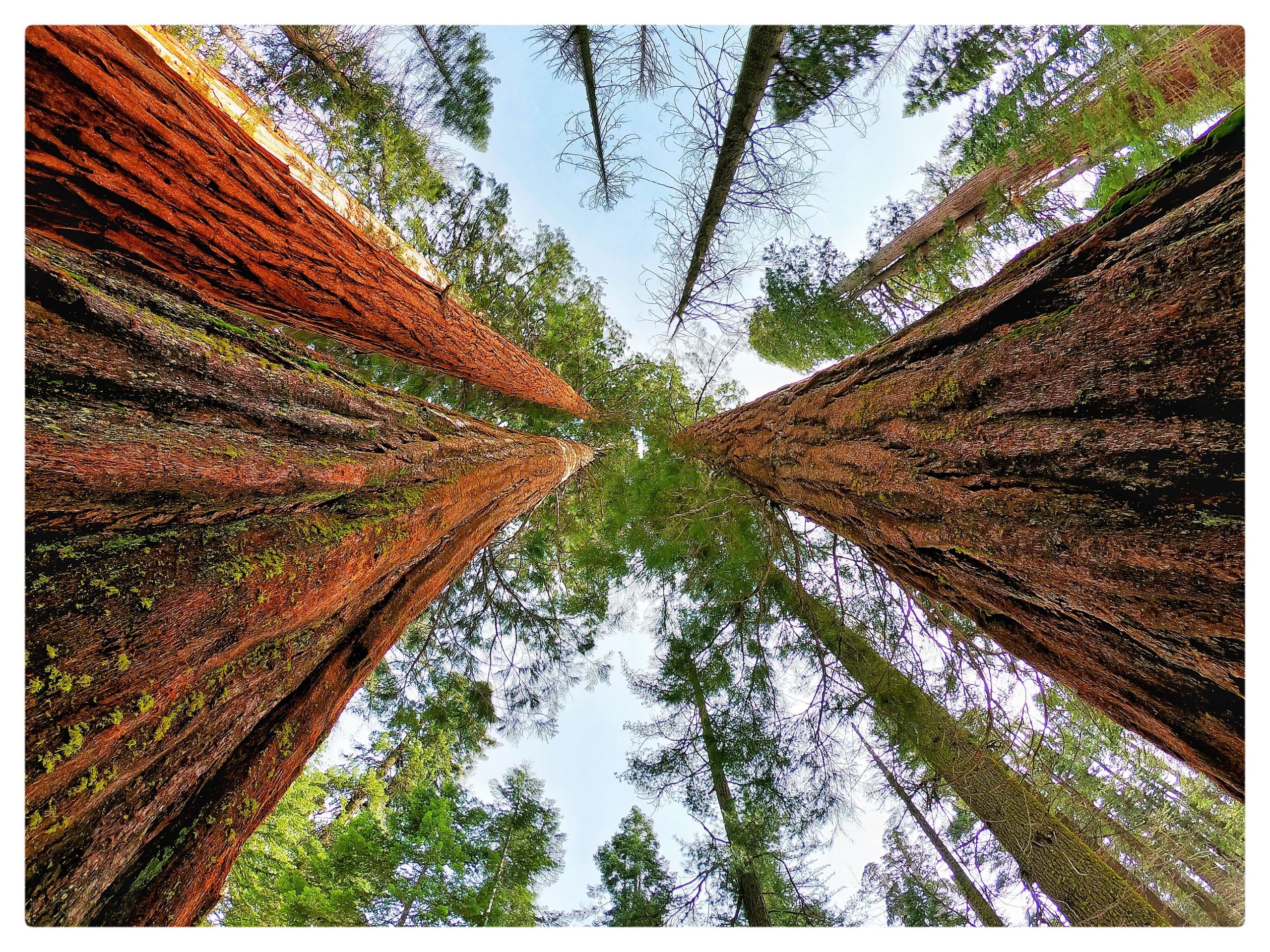 Giant Sequoia Trees, Yosemite National Park