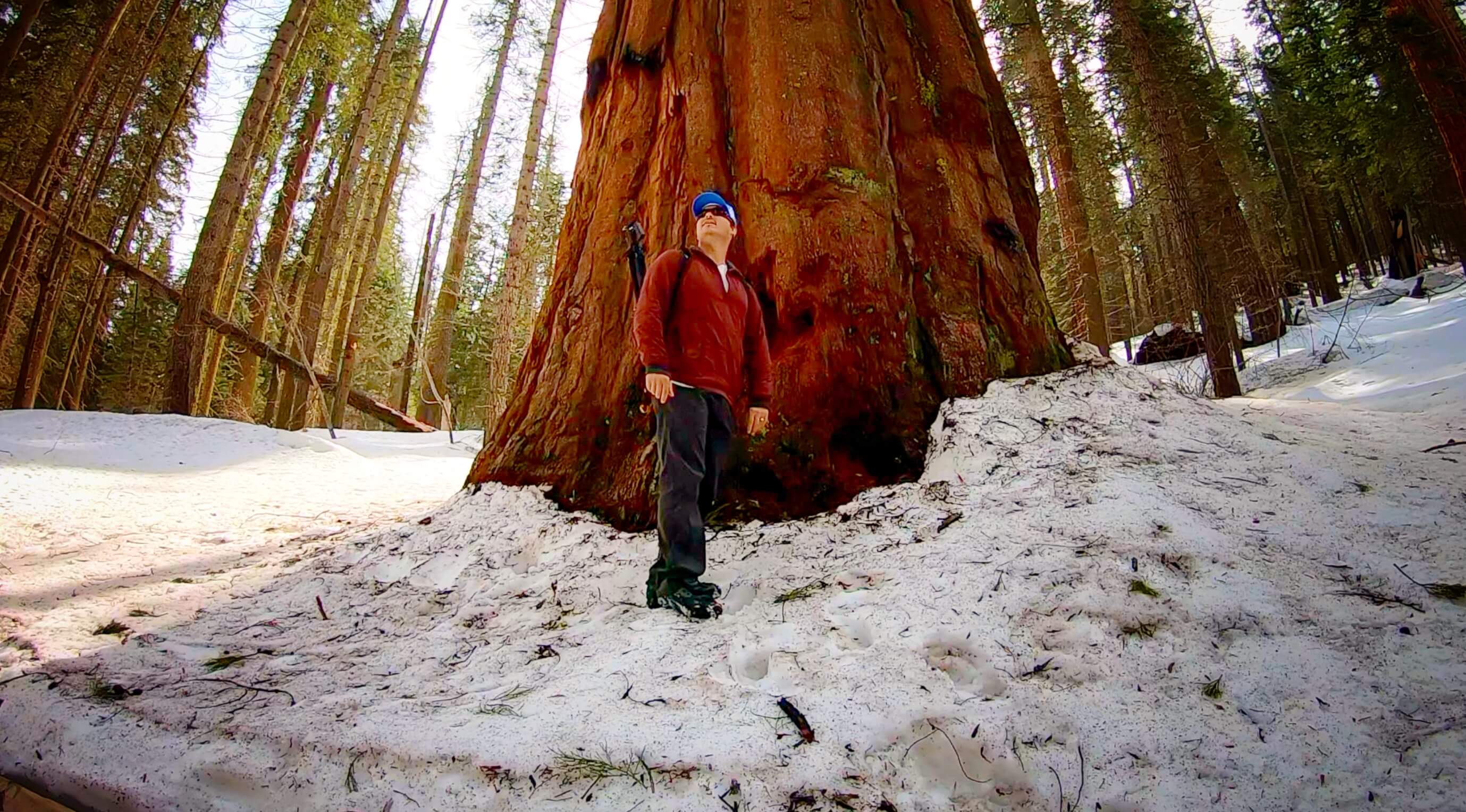 Hiking Trail To Giant Sequoia Trees, Yosemite National Park