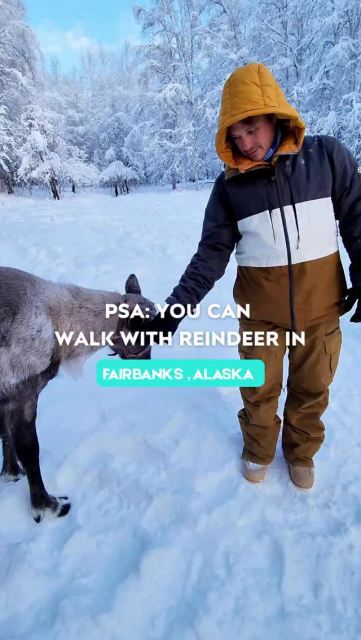 SAVE this for your Fairbanks, Alaska trip 🦌❄️ 
 
Running Reindeer Ranch is hands down one of the best things to do in Fairbanks, Alaska — and it’s an experience you can do year-round. In winter, you walk through a snowy boreal forest with reindeer in their natural environment. In summer, they offer forest walks and even reindeer yoga 🧘‍♀️🦌 
 
How to book: 
Always book directly through @runningreindeer on their official website for both summer and winter tours. 
 
Before you go: 
• Winter tours = reindeer walks + snow + hot chocolate 
• Summer tours = reindeer walks + reindeer yoga 
• The homemade cookies at the end are mind-blowingly good — and they actually share the cookie recipe and the history of the ranch on their website 
 
Important winter tip: 
If you’re visiting Fairbanks in winter, dress in very warm layers — we went when it was -40°F, and proper gear makes or breaks the experience. 
❄️ Want our full guide to dressing for negative temperatures? 
Comment COLD and we’ll DM it to you. 
 
This is one of those Alaska experiences you’ll talk about long after your trip — save it, share it, and add it to your bucket list. 
 
#Hosted #FairbanksAlaska #AlaskaTravel #ThingsToDoInAlaska #AlaskaWinter