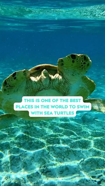 Swimming with sea turtles in the Gili Islands, Indonesia 🐢🌊 
 
One of the happiest, most magical bucket-list experiences you can have — and the best part? You don’t need a boat, tour, or fancy gear to do it. 
 
You can literally swim with wild sea turtles straight from the shoreline with nothing more than a mask + snorkel 🤿 
 
📍 Where: Gili Islands (Gili Trawangan, Gili Air & Gili Meno), Indonesia 
🚤 How to get there: Fast boat from Bali or Lombok (about 1.5–2.5 hours) 
🐢 Best snorkeling spots: Turtle Point (Gili T), north shore of Gili Meno, east coast of Gili Air 
⏰ Best time: Early mornings for calm water, clearer visibility & fewer crowds 
 
💚 How to snorkel respectfully with sea turtles: 
• Keep a gentle distance (about 6 feet / 2 meters) 
• Let them swim freely — never chase or touch 
• Move slowly + stay calm 
• Skip flash photography 
• Admire, observe & appreciate 
 
When we treat wildlife with kindness and respect, we protect these beautiful creatures and the oceans we all love 🌍 
 
This is one of those experiences that fills your heart, slows time, and reminds you how magical this planet really is ✨ 
 
Save this for your Indonesia travel guide + add it to your adventure bucket list 🐢🌴 
 
Would you swim with sea turtles? 🤍 
 
#GiliIslands #IndonesiaTravel #SwimWithTurtles #AdventureTravel #BucketListTravel