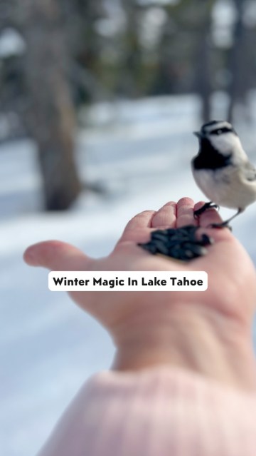𝐒𝐀𝐕𝐄 𝐓𝐇𝐈𝐒 for your Lake Tahoe winter trip ❄️ 
 
Snowshoeing Chickadee Ridge ended up being one of our favorite winter adventures in Tahoe—and we almost skipped it. This easy snowshoe hike (about 1 mile uphill) delivers incredible Lake Tahoe views and the chance to hand-feed wild chickadees in the snow. 
 
𝐇𝐨𝐰 𝐭𝐨 𝐠𝐞𝐭 𝐭𝐡𝐞𝐫𝐞: 
Start at Tahoe Meadows Trailhead off Mount Rose Highway (NV-431) between Incline Village and Reno. 
 
Winter conditions can change quickly, so drive slowly, check weather and road conditions ahead of time, and be prepared for snow-covered roads. 
 
The chickadees here are tiny, brave, and curious. If you’re patient and stand still, they may hop right onto your hand—an experience we’ll never forget. 
 
𝐏𝐫𝐨 𝐭𝐢𝐩: If you want to see the chickadees but skip the up-close-and-personal part, find a nice rock, pile some seeds on it, and they’ll swoop in for them—still magical, zero gloves required. 
 
𝐈𝐦𝐩𝐨𝐫𝐭𝐚𝐧𝐭 𝐛𝐢𝐫𝐝-𝐟𝐫𝐢𝐞𝐧𝐝𝐥𝐲 𝐭𝐢𝐩𝐬: 
• Bring birdseed intended for birds only 
• Use plain, unsalted, unflavored sunflower seeds 
• ❌ No bread, no flavored seeds, no human snacks 
• Let the birds come to you—don’t chase them 
 
𝐖𝐡𝐚𝐭 𝐲𝐨𝐮’𝐥𝐥 𝐧𝐞𝐞𝐝: 
• Snowshoes + poles (rent locally if needed) 
• Warm winter layers 
• Sunflower seeds (plain + unsalted) 
• No experience required—beginner friendly 
 
We loved how peaceful and uncrowded this hike felt—just snow, silence, and tiny birds trusting us way more than expected. If you’re planning a Lake Tahoe winter trip, love outdoor adventure travel, or want a unique winter hike, Chickadee Ridge deserves a spot on your list. 
 
#LakeTahoe #SnowshoeingTahoe #WinterHiking #AdventureTravel #OutdoorAdventure