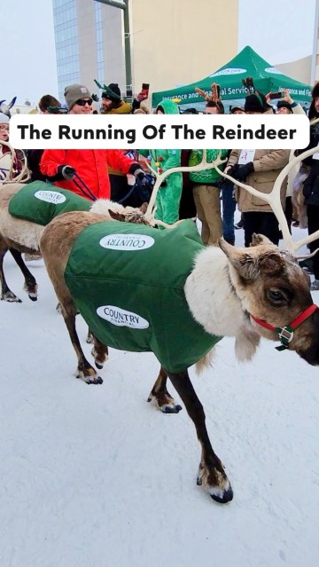 Who needs the Running of the Bulls when Alaska has reindeer? 🦌🏃‍♂️ 
 
Welcome to the Running of the Reindeer in Anchorage — one of the most unique winter travel experiences in Alaska and an absolute bucket list event! 
 
Every year during the iconic Fur Rendezvous ( Fur Rondy), hundreds of runners pack the streets of downtown Anchorage for a race you won’t find anywhere else in the world. The twist? A few very real, very fast reindeer are released behind the crowd — and suddenly it’s a full-on sprint through the snow for survival. 😅 
 
Costumes, cheering crowds, and pure chaos turn this legendary Alaskan festival into one of the most unforgettable things to do in Anchorage and a must-see for anyone planning Alaska winter travel. 
 
Wild? Absolutely. 
Terrifying? A little. 
Unforgettable? 100%. 
 
If you’re building your Alaska bucket list, this is the kind of once-in-a-lifetime experience that makes visiting Alaska so unforgettable. 
 
Who’s running with us next year? 👀 
 
#runningofthereindeer #Thingstodoinanchorage #Alaskabucketlist #uniqueevents #Alaskatravel