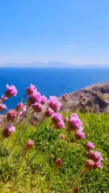 Save this for your future Ireland adventure 🇮🇪✨ 
 
If the Dingle Peninsula isn’t already on your bucket list… it’s about to be. This wild corner of Ireland is pure magic — dramatic cliffs, cozy pubs, winding coastal roads, and the kind of views that make you pull over every five minutes. 
 
Here are a few things you can’t miss on the Dingle Peninsula 👇 
 
🌊 Drive the Slea Head Loop — one of the most breathtaking coastal drives in Ireland 
🥾 Walk along the cliffs near Dunmore Head for unreal Atlantic views 
🏖 Stop at Coumeenoole Beach and feel the power of the ocean 
🍦 Grab Murphy’s Ice Cream in Dingle town (trust me on this) 
🍻 End the day with live music and a pint in a cozy pub 
 
This place feels wild, rugged, and ridiculously beautiful — the kind of place that reminds you why you travel in the first place. 
 
Send this to your travel buddy who’s coming to Ireland with you ✈️ 
 
And follow along @venture_wild for more wild places around the world 🌍 
 
#dinglepeninsula #wildatlanticway #irelandtravel #visitireland #ireland