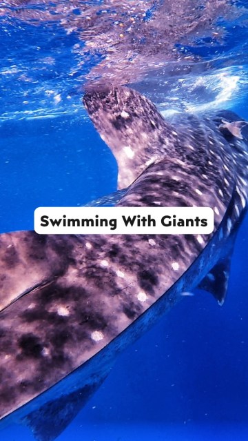 Everything you need to know about swimming with Whale Sharks in Mexico 🐋✨ 
 
Planning a trip to the Yucatan Peninsula or Baja California Sur? Swimming with the world’s largest fish is a true “bucket list” moment, but the experience varies wildly depending on which coast you choose. 
 
Where and When to Go: 
 
📍 The Mexican Caribbean (Quintana Roo) 
 •  Best for: Massive aggregations. 
 •  Launch points: Isla Mujeres, Isla Holbox, or Cancun. 
 •  Season: June – September (Peak is July/August). 
 
📍 The Sea of Cortez (Baja) 
 •  Best for: Calm, deep blue water and smaller groups. 
 •  Launch points: La Paz 
 •  Season: October – April. 
 
How to stay ethical (The Pro Checklist): 
  1  The 2-Person Rule: In the Yucatan, official 2026 regs often limit it to 2 swimmers + 1 guide per shark. If your boat is “dumping” 10 people in at once, it’s not an ethical tour. 
  2  Maintain 4 Meters: Keep a 13ft distance. Let them swim past you—never block their path or “corral” them. 
  3  Physical Barriers: Wear a life vest or a high-buoyancy wetsuit. It’s not just for safety; it prevents you from diving down on top of the shark. 
  4  Rash Guards > Sunscreen: Even “reef-safe” minerals can affect the water quality in high-traffic areas. We always opt for a full-sleeve UPF shirt instead. 
 
This experience is a privilege, not a right. By choosing the right operator, you’re funding conservation, not exploitation. 💙 
 
✨ Ready to book? 
We’ve spent time vetting operators-comment SHARK and we’ll send our top ethical tour recommendation straight to your inbox! 
 
#whalesharksmexico #islamujeres #lapazbc #holboxmexico #visitmexico