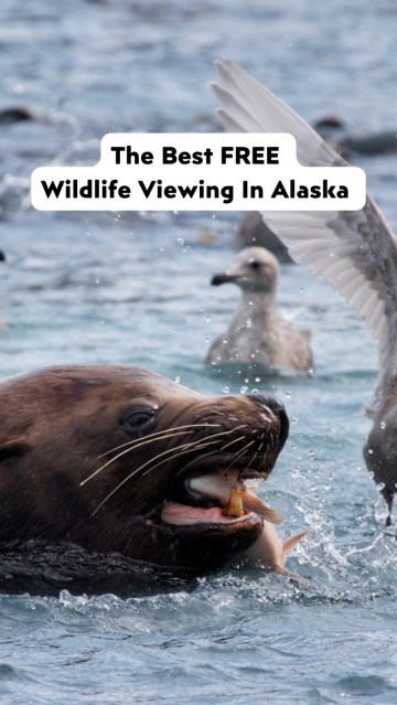 Want to see bears, eagles and marine life in Alaska without paying hundreds for a tour? Add this spot to your Alaska itinerary. 🐻🐟
📍 Solomon Gulch Fish Hatchery | Valdez, Alaska
During the summer salmon run, this place turns into a full-on Alaska wildlife buffet — with pink and coho salmon, bald eagles, bears, sea lions, seals, sea otters, and seabirds all showing up for an easy meal.
And the best part? It’s completely FREE.
If you’re looking for budget-friendly free things to do in Valdez, this is as good as it gets. The hatchery is located on Dayville Road, about 4 miles outside town on the way toward Allison Point. There’s ample parking, an outdoor self-guided walking tour, and incredible shoreline wildlife viewing without having to book an expensive wildlife cruise.
🔥 BEST TIME TO GO: July through September offers the biggest wildlife spectacle. Pink salmon run from late June to early August, while silvers (coho) show up mid-July through mid-September, bringing heavy bear and sea lion activity right to the fish ladder.
💡 PRO TIP: If you want to watch sea lions hunt, pay attention to the tides — they’re much more active right around high tide. Bears move on their own schedule, so plan to hang around for a bit and be patient.
⚠️ WILDLIFE SAFETY: Keep a respectful distance. Coastal grizzlies and black bears frequent this area daily, and the walkway closes when bear activity gets too close for safety. Remember, this is an active feeding ground, not a zoo.
Save this for your Valdez, Alaska trip and send it to your travel partner who loves finding the best $0 spots in Alaska!
#AlaskaWildlife #ValdezAlaska #AlaskaRoadTrip #TravelAlaska #FreeThingsToDoInAlaska