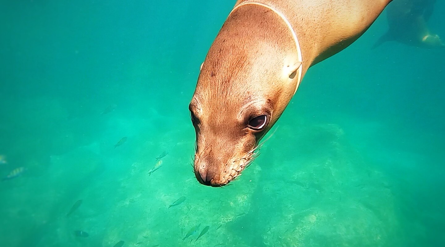 Pacific Sea Lion